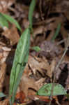 White troutlily <BR>White fawnlily